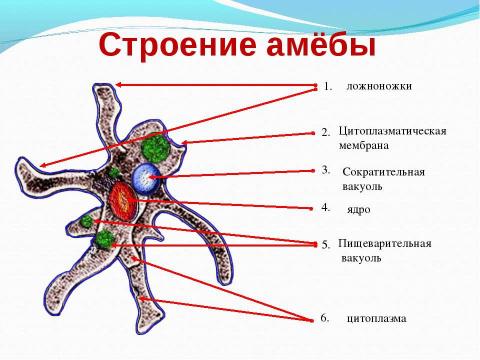 Презентация на тему "Биологический аукцион «Простейшие»" по биологии