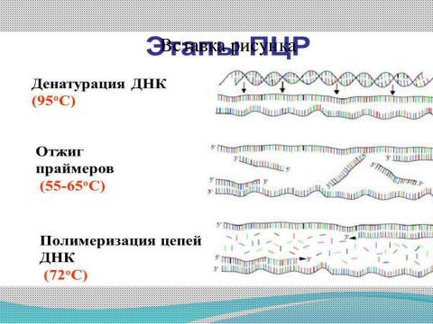 Презентация на тему "ПЦР" по биологии