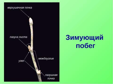 Презентация на тему "Побег. Строение и значение побега" по биологии
