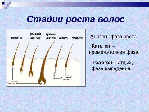 Презентация на тему "Красивый локон" по биологии