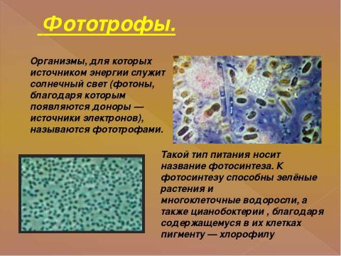 Презентация на тему "Питание клетки" по биологии