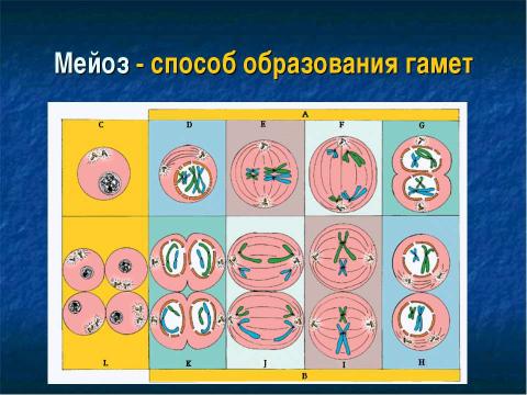 Презентация на тему "Образование половых клеток. Мейоз" по биологии