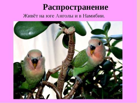 Презентация на тему "Разведение неразлучников в неволе" по биологии