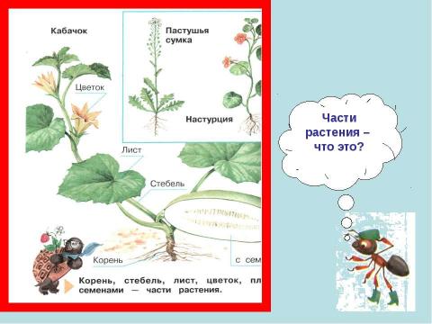 Презентация на тему "Как живут растения?" по биологии