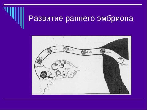 Презентация на тему "Эндокринология беременности" по медицине