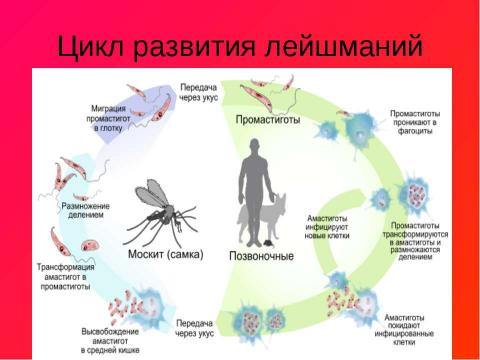 Презентация на тему "Одноклеточные паразиты" по биологии