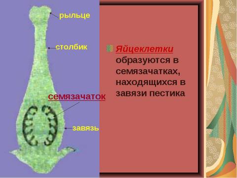 Презентация на тему "Размножение растений. Оплодотворение" по биологии