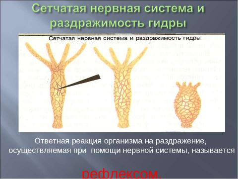 Презентация на тему "Координация и регуляция 6 класс" по биологии