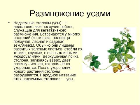 Презентация на тему "Вегетативное размножение растений" по биологии