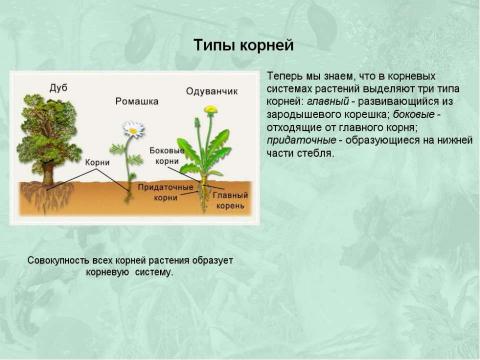 Презентация на тему "Корни и корневые системы" по биологии