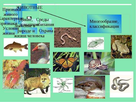 Презентация на тему "Животные" по детским презентациям