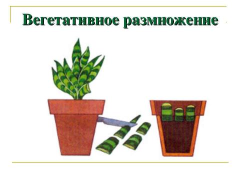 Презентация на тему "Разнообразие растений. Особенности внешнего строения растений" по биологии