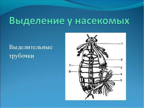 Презентация на тему "Выделение" по биологии