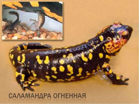 Презентация на тему "Тип хордовые подтип позвоночные класс земноводные" по биологии