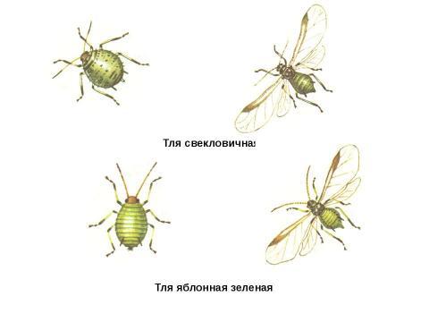 Презентация на тему "Тли, муравьи и божьи коровки" по биологии