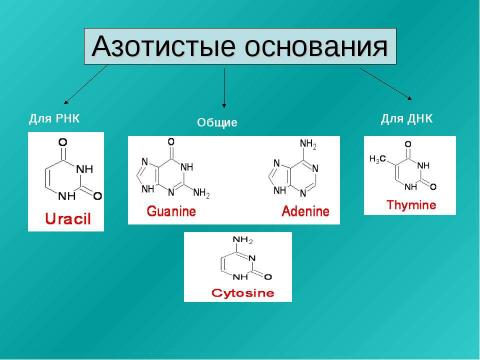 Презентация на тему "Нуклеиновые кислоты 9 класс" по химии