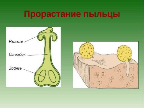 Презентация на тему "Растения - оплодотворение и размножение" по биологии