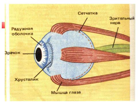 Презентация на тему "Почему портится зрение и можно ли его сохранить" по обществознанию