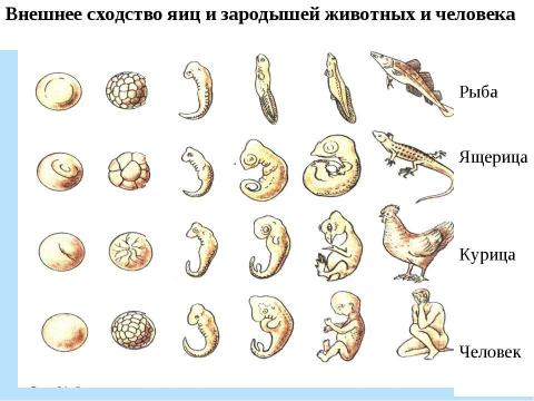 Презентация на тему "Половое и бесполое размножение организмов" по биологии