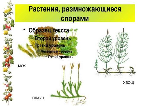 Презентация на тему "Размножение и оплодотворение у растений" по биологии