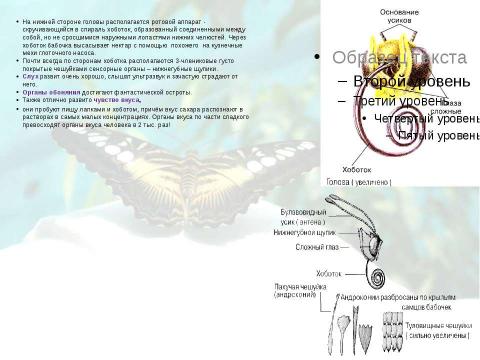 Презентация на тему "Бабочки 7 класс" по биологии