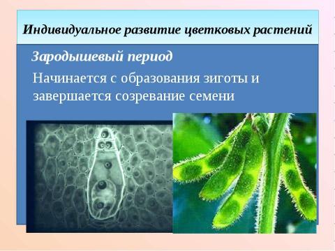 Презентация на тему "Рост и развитие растительного организма" по биологии