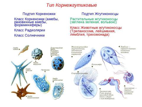 Презентация на тему "Подцарство Простейшие" по биологии