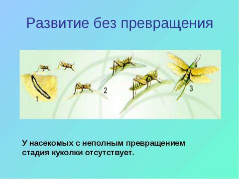 Презентация на тему "Тип Членистоногие" по биологии