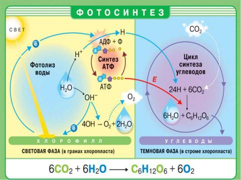 Презентация на тему "Фотосинтез. Хемосинтез" по биологии