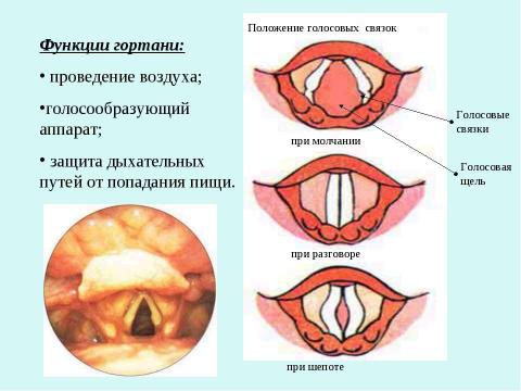 Презентация на тему "Дыхание" по биологии