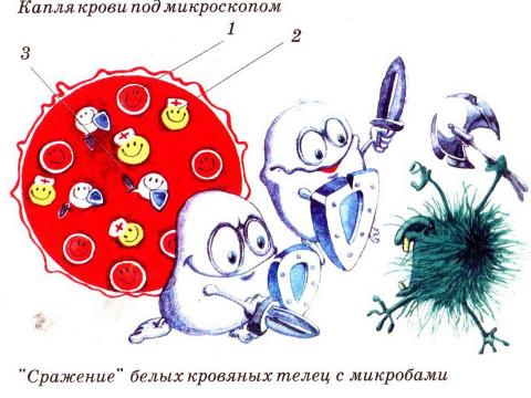 Презентация на тему "Кровеносная система" по биологии