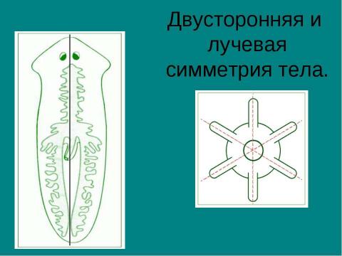 Презентация на тему "Тип плоские черви" по биологии