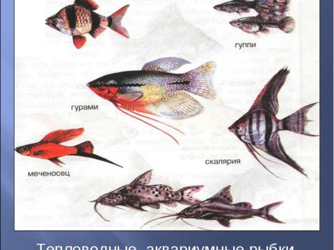 Презентация на тему "Аквариум – маленькая искусственная экосистема (3 класс)" по начальной школе