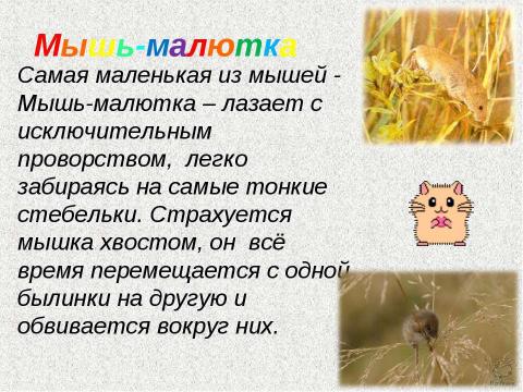 Презентация на тему "Зачем животным нужны хвосты? 5 класс" по окружающему миру