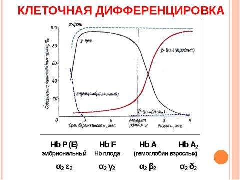 Презентация на тему "Основы молекулярной генетики" по биологии