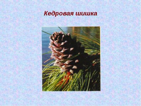 Презентация на тему "Кедр – легенда Сибири" по экологии