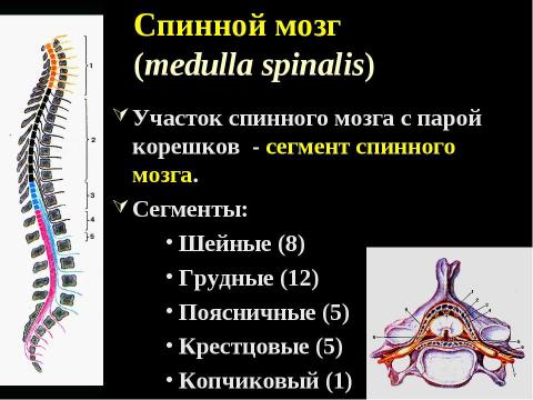 Презентация на тему "Cпинной мозг и спинномозговые нервы" по медицине