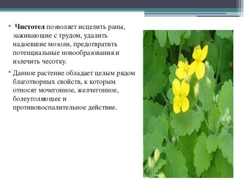 Презентация на тему "Польза лекарственных растений" по окружающему миру