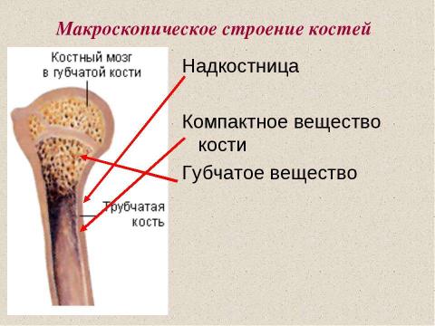 Презентация на тему "Значение опорно-двигательной системы, её состав. Строение костей" по биологии