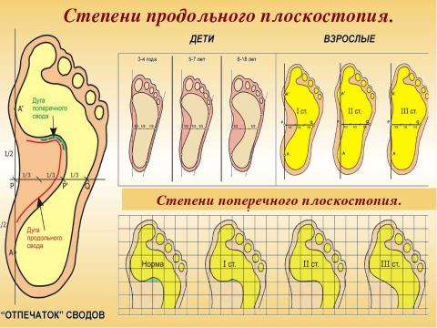 Презентация на тему "Ножки побежали по дорожке" по биологии