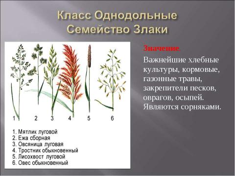 Презентация на тему "Класс Однодольные. Общая характеристика" по биологии