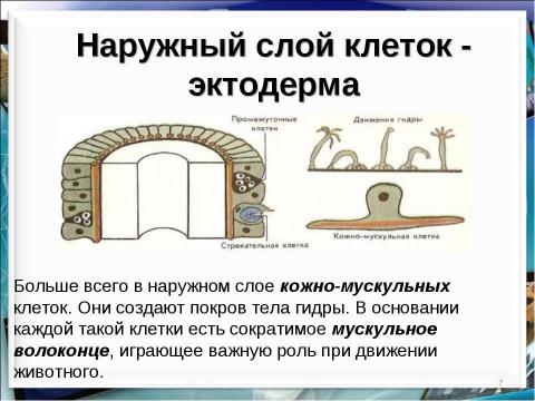 Презентация на тему "Тип кишечнополостные Пресноводный полип гидра" по биологии