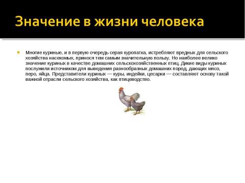 Презентация на тему "Отряд Куриные (Galliformes)" по биологии