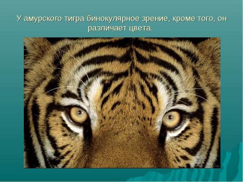 Презентация на тему "Амурский тигр 4 класс" по начальной школе