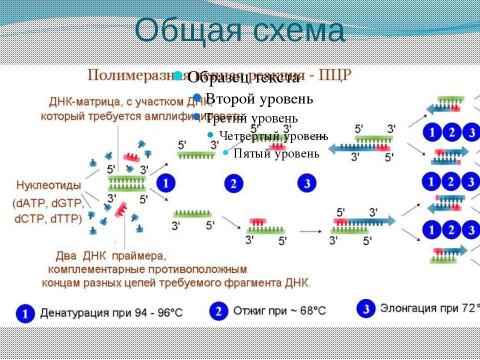 Презентация на тему "ПЦР" по биологии