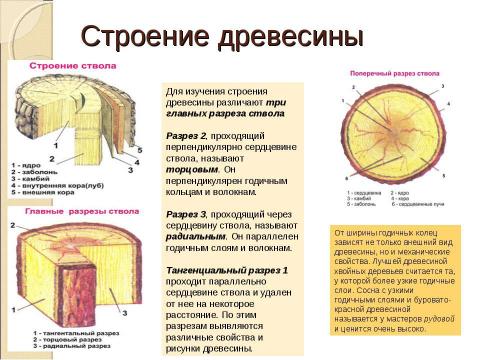 Презентация на тему "Тайны древесного ствола" по обществознанию