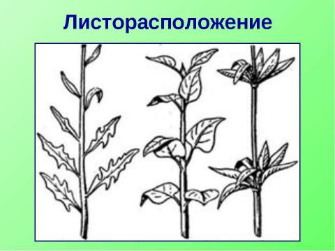 Презентация на тему "Побег. Строение и значение побега" по биологии