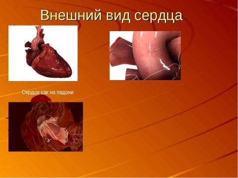 Презентация на тему "Кровеносная система человека" по биологии