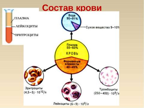 Презентация на тему "Кровь: состав и значение" по биологии