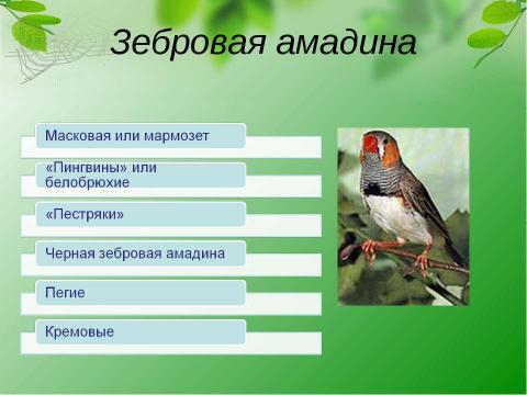 Презентация на тему "Кто такие амадины?" по биологии